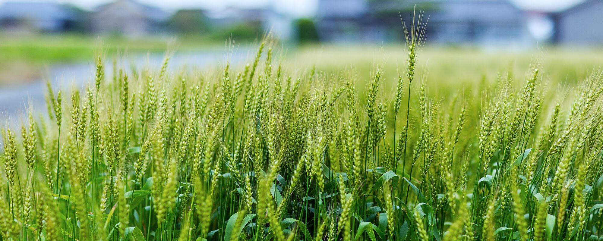 img_sustainability_03